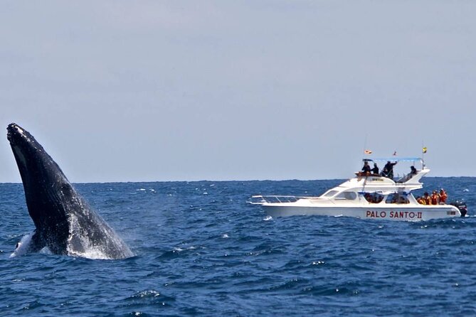 Full-day Whale watching Tour in Samana Bay from Punta Cana - Who will enjoy this full-day outing