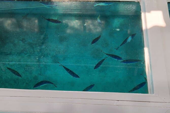 Glass-bottom boat tour to Punta Cana - What the Punta Cana glass-bottom boat experience is really like