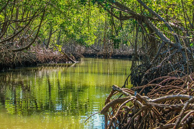 Haitises National Park with Paraiso Caño Hondo & Montaña Redonda - Why this day reaches beyond Punta Cana