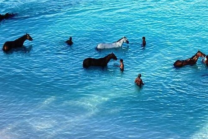 Half-Day Beach Horse Back Riding in Puerto Plata - The horse swim depends on the sea