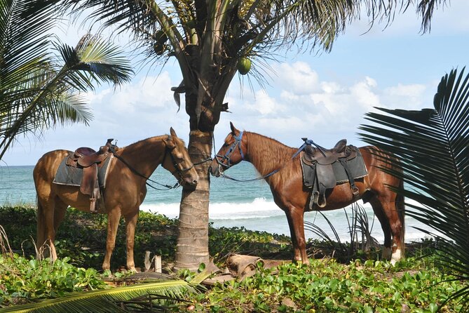 Half Day Buggies and Horseback Experience in Punta Cana - Is $99 a fair price?
