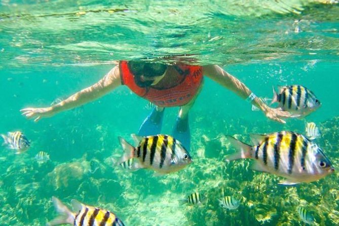 Half Day Catamaran & Snorkeling - The snorkeling stop and what you can expect in the water