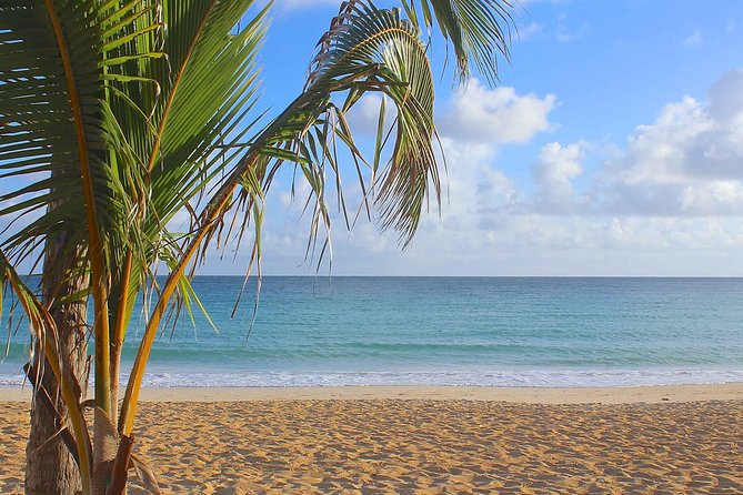 Half-Day Dominican Republic Safari Tour from Punta Cana - Cocoa, coffee, sugar cane, and mamajuana