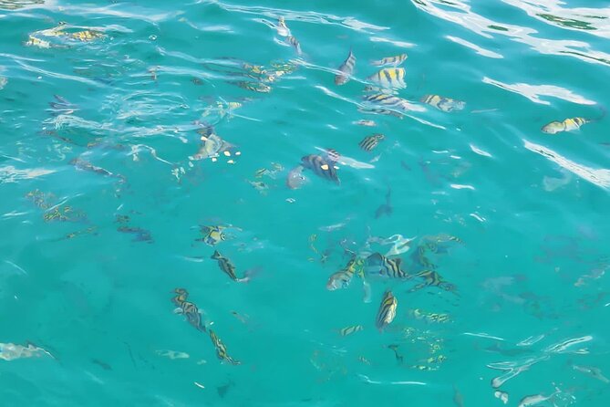 Half-day Private Catamaran Trip with Snorkeling - Snorkeling among tropical fish