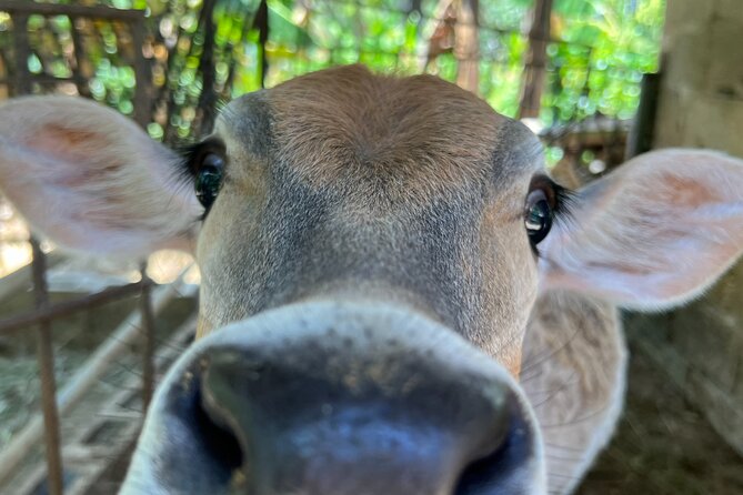 Half Day Safari and ATV or horses from Punta Cana - How much value do you get for $116?