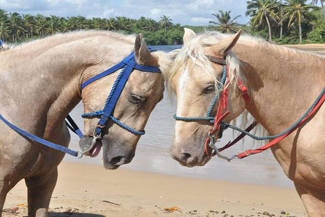 Horseback Riding to Maimon River from Punta Cana - Who should book this horseback ride?