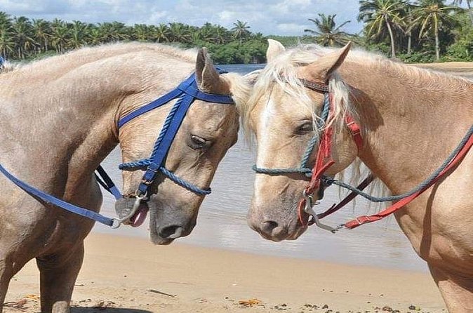 Horseback Riding to Maimon River from Punta Cana - Booking, pickup, and cancellation details
