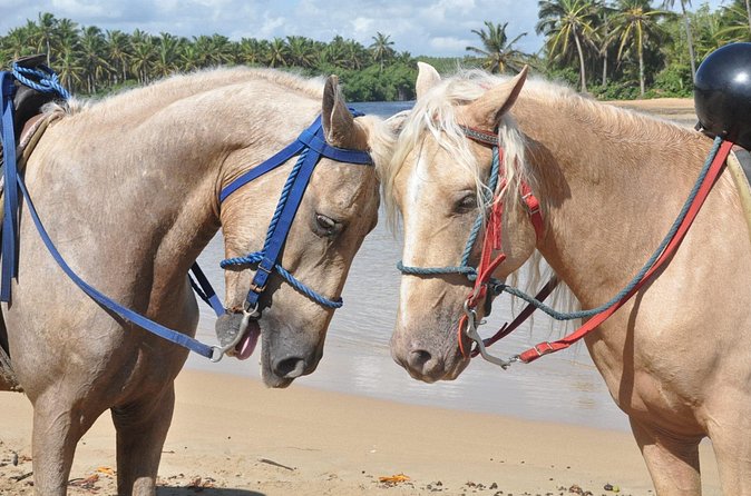 Horseback Riding Tour on the Beaches of Punta Cana - Is $54 a fair price?