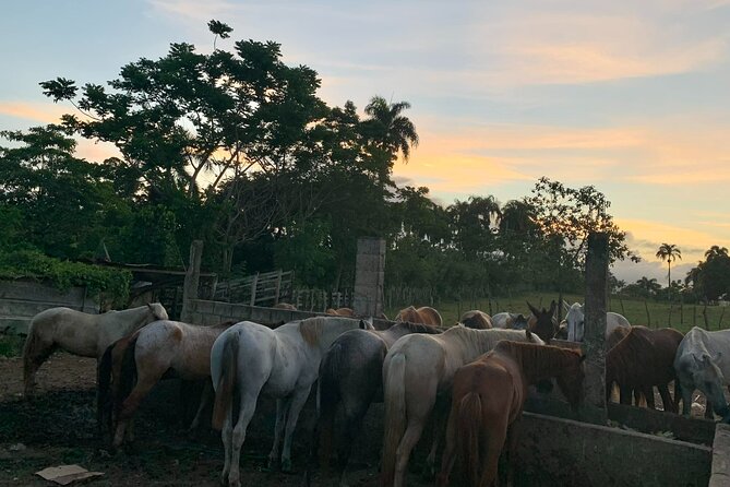 Horseback Riding with Pickup from Punta Cana - Leaving Punta Cana for Rancho Papito