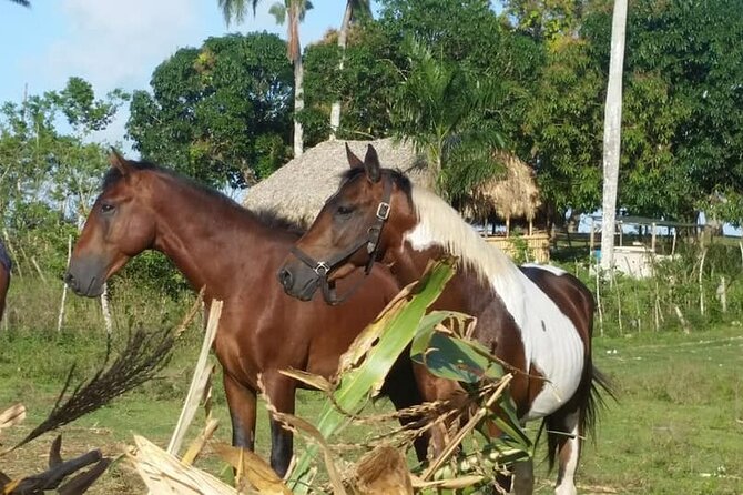 Horseback Riding with Pickup from Punta Cana - Local Food, Dominican Candy, and a Ranch Gift Shop