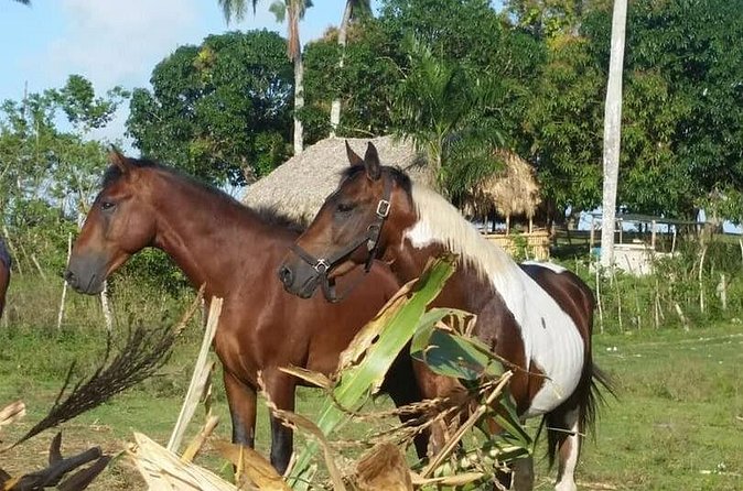 Horseback Riding with Pickup from Punta Cana - Learning How Dominican Cigars Are Made