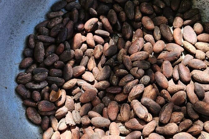 Horses, Buggy, and plantation in Chocaci Ranch - Cacao becomes chocolate in front of you