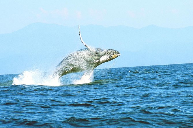 Humpback whales Watching + Samana Eco-Tour - Leaving Punta Cana at 6:00 a.m.