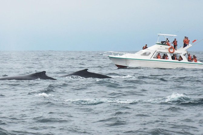 Humpback whales Watching + Samana Eco-Tour - Samana City and its Victorian character
