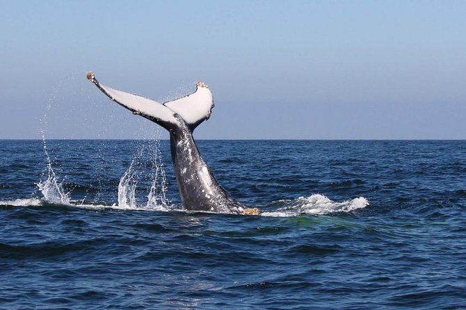 Humpback whales Watching + Samana Eco-Tour - Searching for whales at Playa Las Ballenas