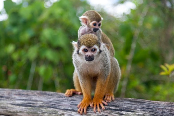 Jungle Buggies and Monkeyland from Punta Cana - Lunch and the Midday Break