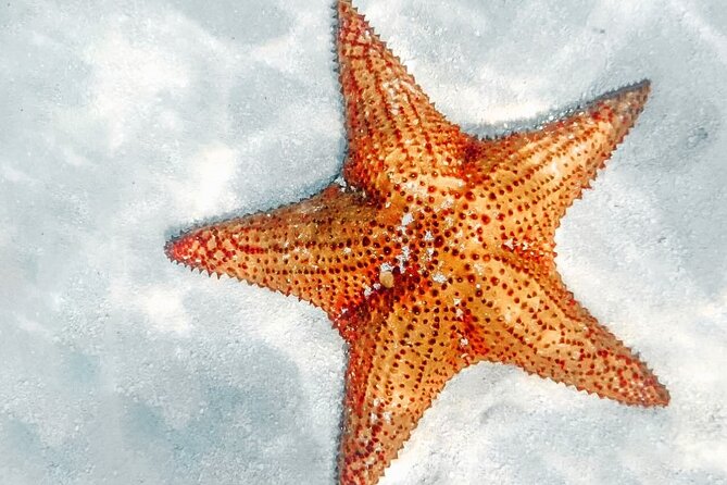 La Romana: Saona Crusoe VIP - Kreuzfahrtgäste - Palmilla’s starfish pool