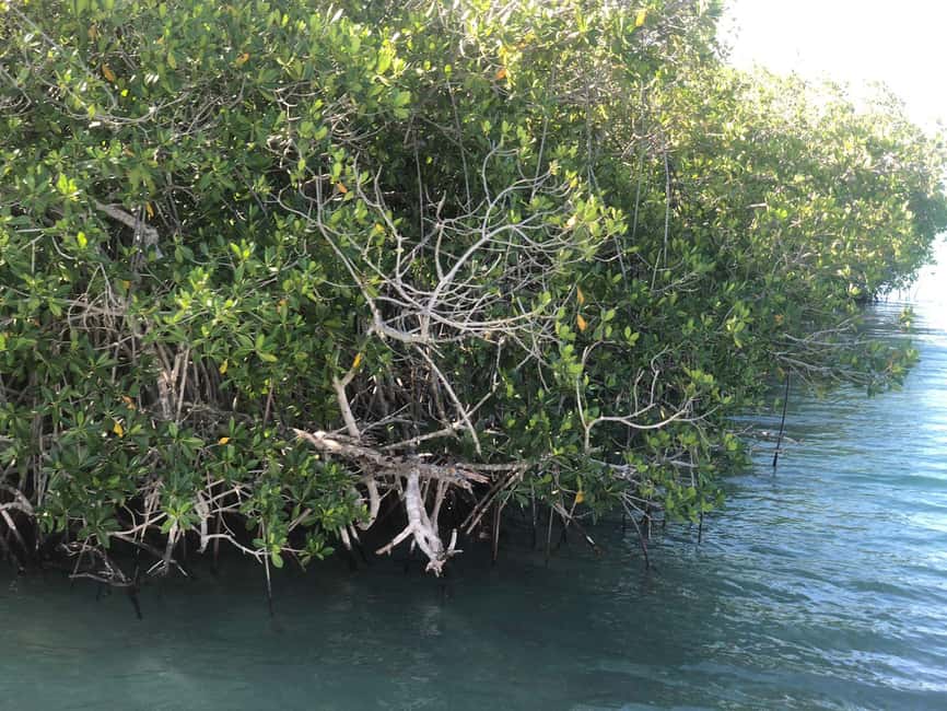 La Romana: Saona Island for Norwegian Sky Cruise Passengers - Why Saona Island works well as a cruise excursion