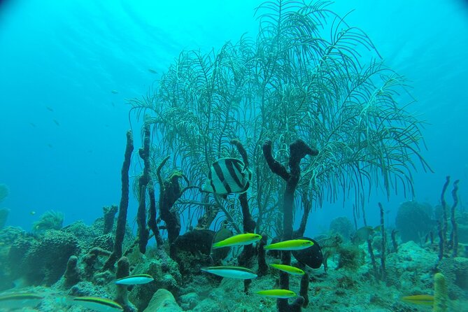 Learn to Scuba Dive in Punta Cana - Who should consider this first scuba session