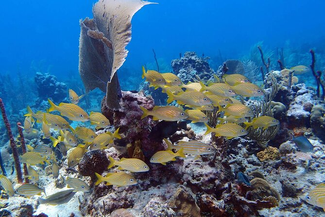 Learn to Scuba Dive in Punta Cana - Moving from practice water to a Caribbean reef