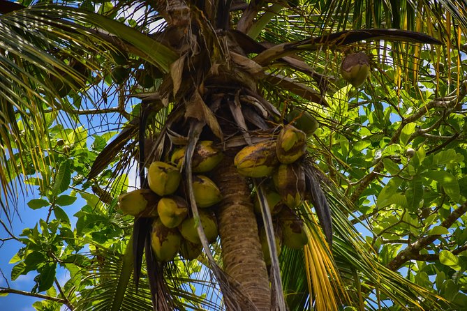 Let's do hiking in Punta Cana - Should you book it?
