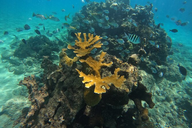 Local Excursion | Paradise Island Punto Rucia & snorkeling - Cayo Arena, the real prize of the day