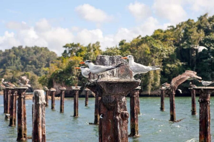 Los Haitises Boat Ride + Caño Hondo Natural Pools - Four hours at the 14 Caño Hondo pools