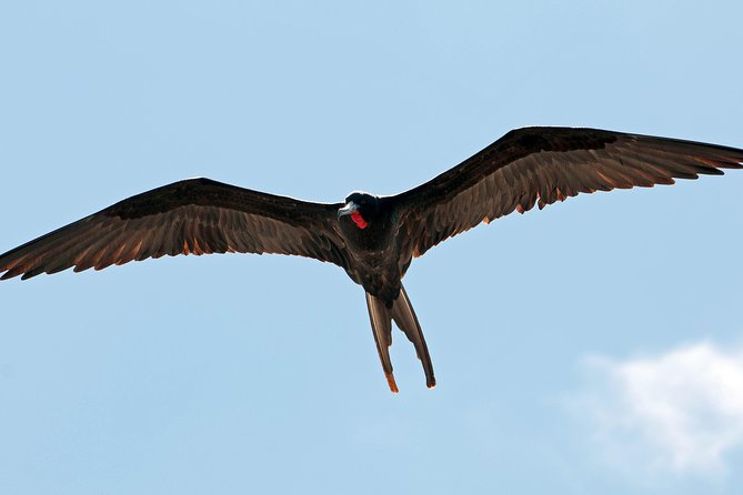 Los Haitises National Park and Cayo Levantado Island Day Trip from Samana - Should you book Los Haitises and Cayo Levantado?
