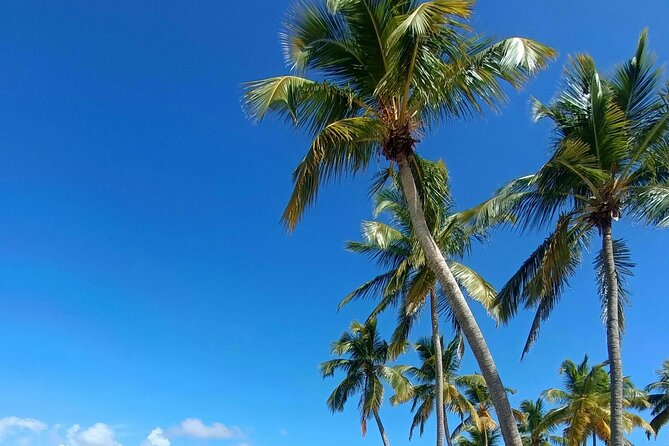 Los Haitises National Park, Montaña Redonda & Bacardi Island - Bird-filled cay and the mangrove return