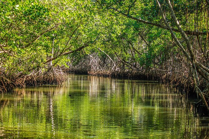 Los Haitises National Park Tour from Las Terrenas or Samana (Half Day Trip) - Why Los Haitises makes a worthwhile half-day trip