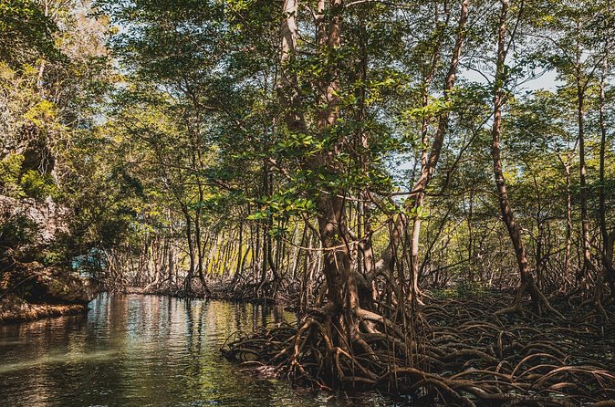Los Haitises National Park Tour from Las Terrenas or Samana (Half Day Trip) - Who will enjoy this trip most