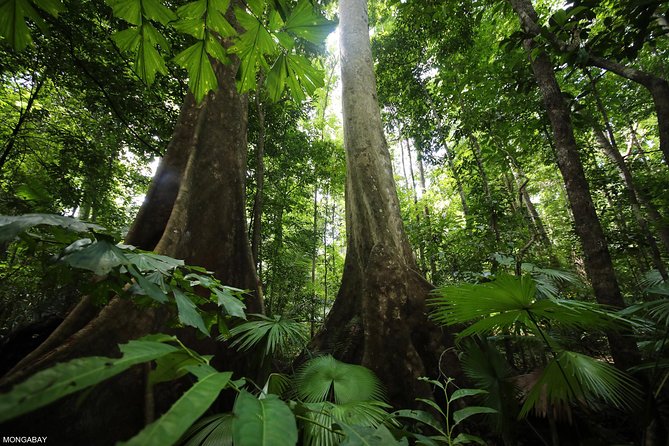 Los Haitises National Park Tour from Las Terrenas or Samana (Half Day Trip) - Crossing Samaná Bay by boat