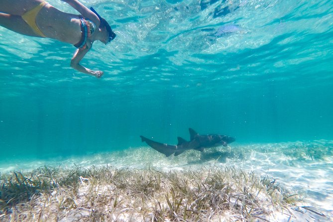 Marinarium Snorkeling Cruise from Punta Cana - Key points at a glance