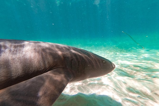 Marinarium Snorkeling Cruise from Punta Cana - The shallow lagoon and swim-up bar