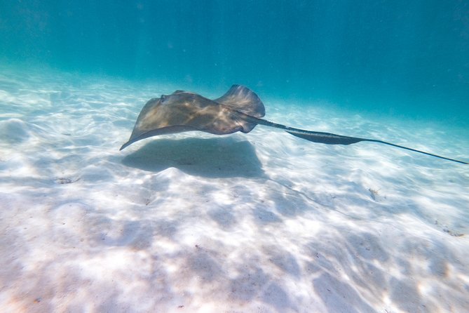 Marinarium Snorkeling Cruise from Punta Cana - How much snorkeling time should you expect?