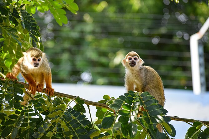 Monkey Encounter and Zip Line Tour from Amber Cove and Taino Bay - From Amber Cove or Taino Bay into the Puerto Plata countryside