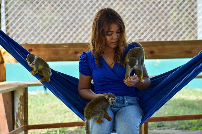 Monkey Encounter and Zip Line Tour from Amber Cove and Taino Bay - A short walk through the tropical bird garden