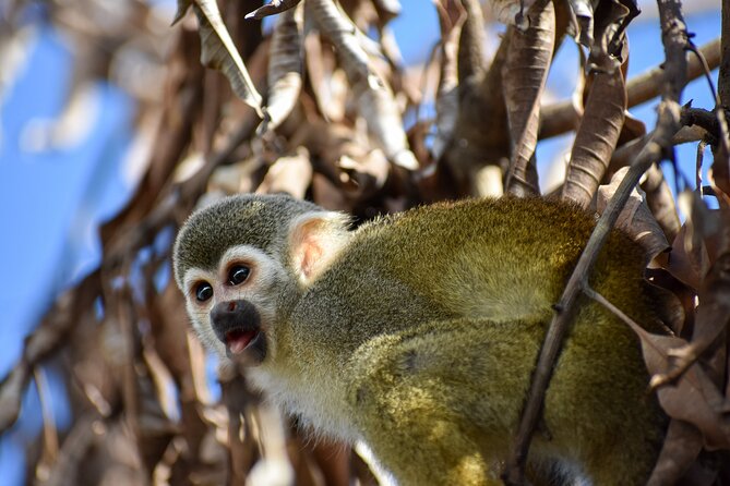 Monkey Encounter and Zip Line Tour from Amber Cove and Taino Bay - Booking, weather, and cancellation details