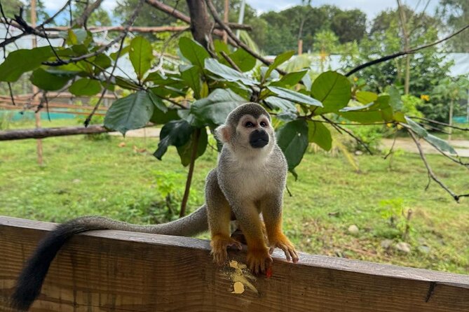 Monkey Encounter and Zip Line Tour from Amber Cove and Taino Bay - Country World Adventure Park and eight treetop zip lines