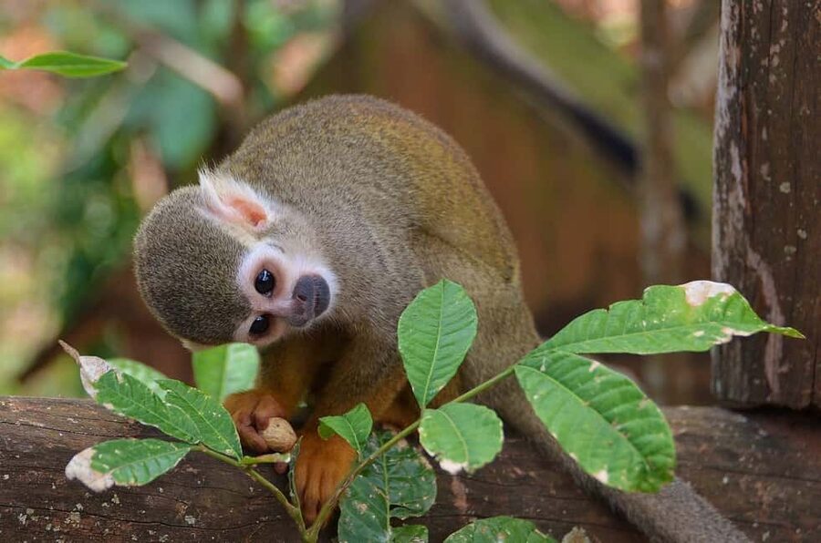 Monkey Encounter + ATV Riding Adventure – Puerto Plata - Monkeyland and ATVs in one four-hour outing