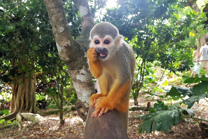 Monkeyland and Plantation Safari from La Romana - What the guides add to the day