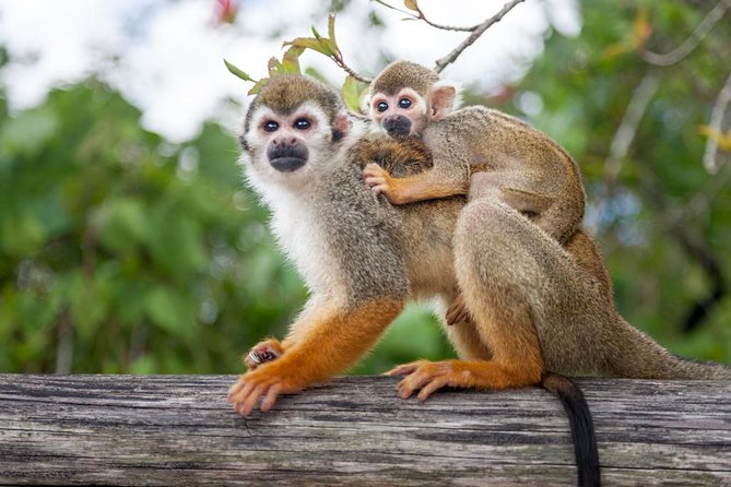 Monkeyland and Plantation Safari Tour from Punta Cana - Tasting coffee and cacao at the plantation