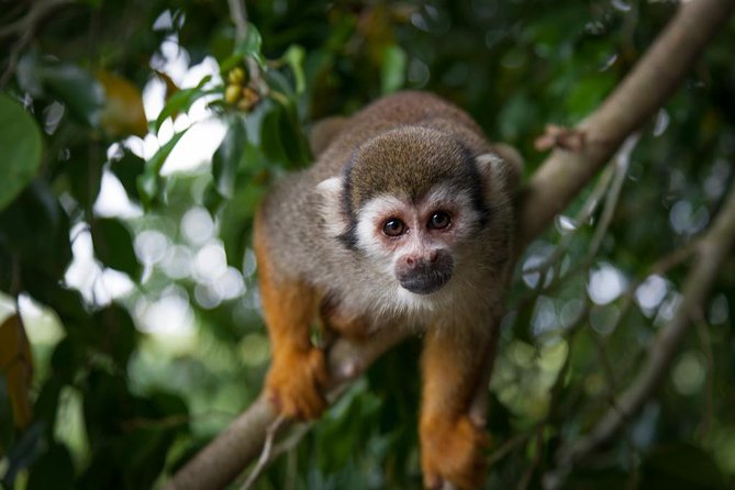 Monkeyland and Zipline Adventure from Puerto Plata - From Puerto Plata to the Chocó region