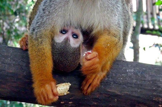 Monkeyland and Zipline Adventure from Puerto Plata - Meeting the squirrel monkeys at Monkeyland