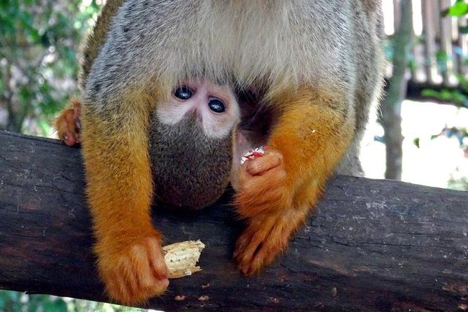 Monkeyland and Zipline Adventure from Puerto Plata - More than monkeys: cacao, coffee, and local culture