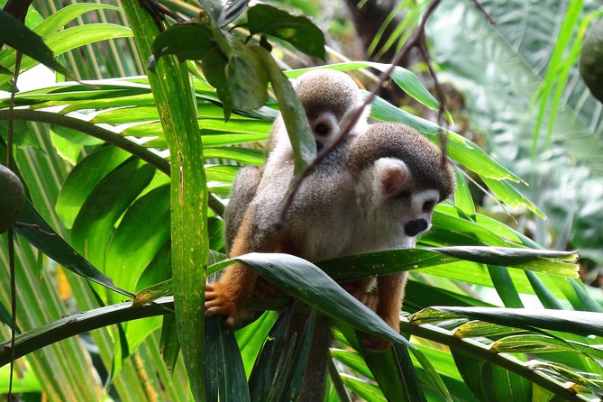Monkeyland and Zipline Adventure from Puerto Plata - The real physical demands