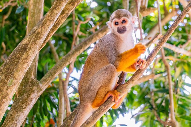 Monkeyland & Plantation Safari Full Day from Juan Dolio - What this Juan Dolio day trip really includes