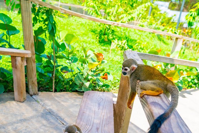 Monkeyland Puerto Plata - The countryside home and Dominican traditions