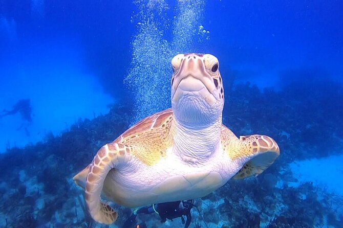 PADI Open Water Diver Course in Bayahibe - What the three-day schedule is really like