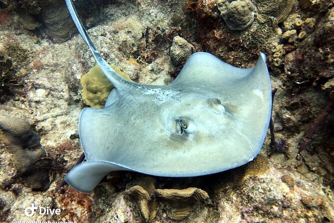 PADI Open Water Diver Course in Bayahibe - The mask and regulator exercises you should take seriously
